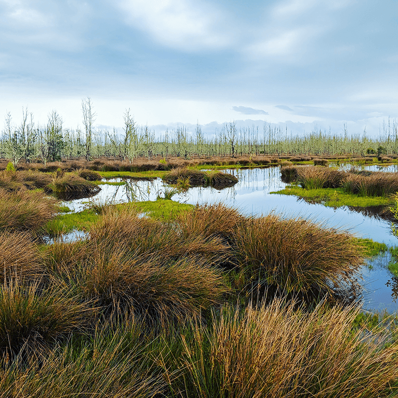 Environment